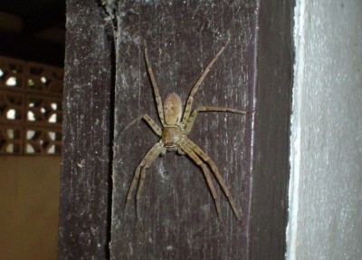 Giant Spider in Thai Bathroom